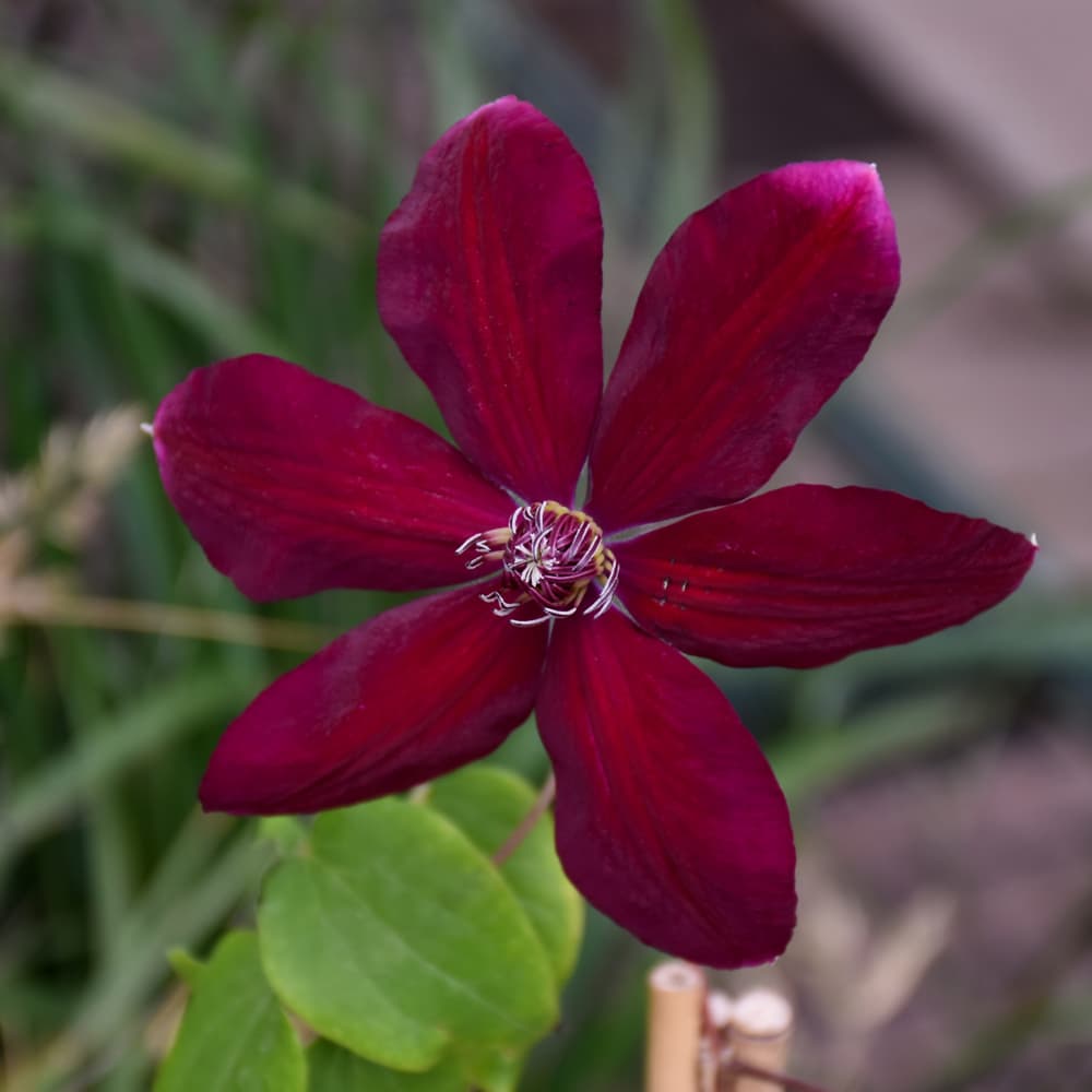 Clematis Westerplatte
