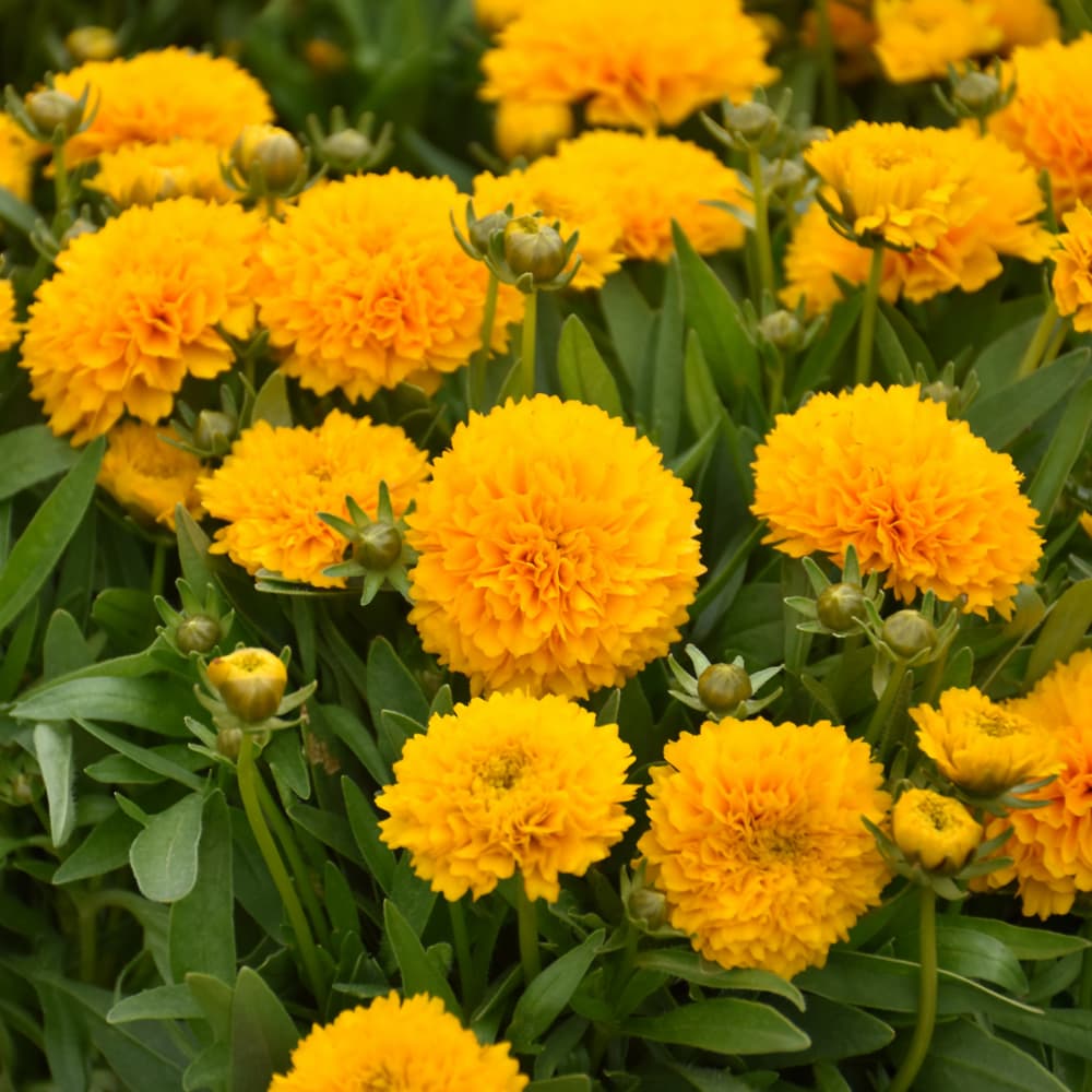 NetPS Plant Finder (www.netpsplantfinder.com)