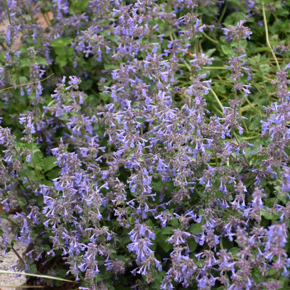 NetPS Plant Finder (www.netpsplantfinder.com)