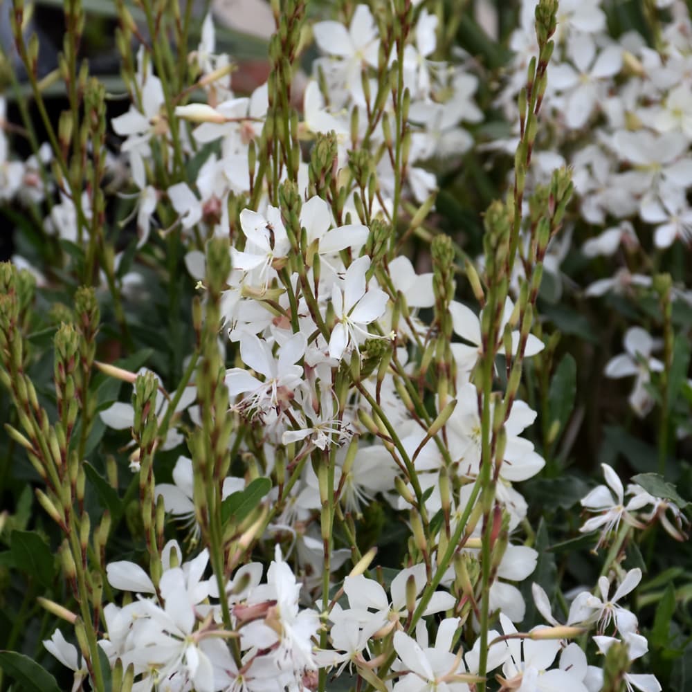 NetPS Plant Finder (www.netpsplantfinder.com)