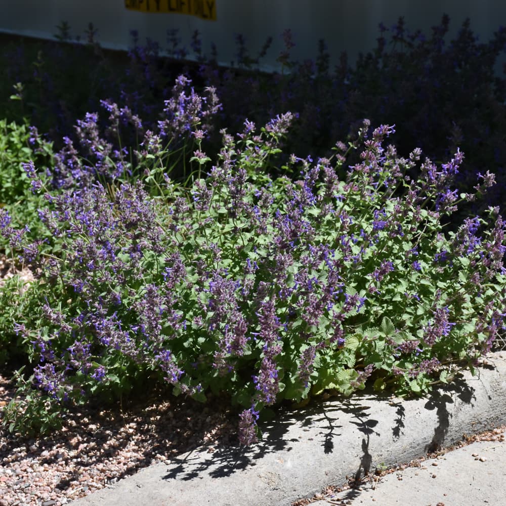 NetPS Plant Finder (www.netpsplantfinder.com)