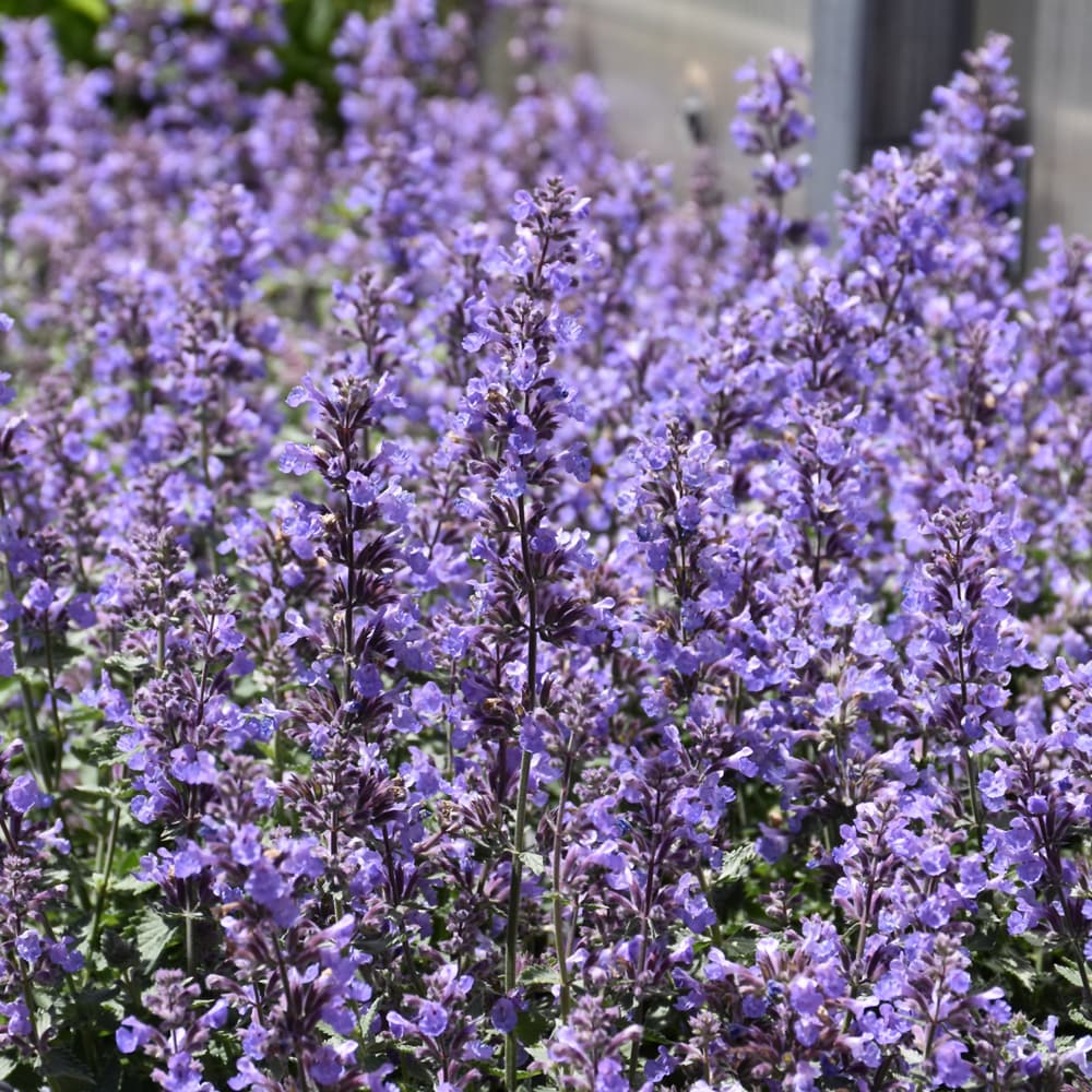 Nepeta Cats Meow