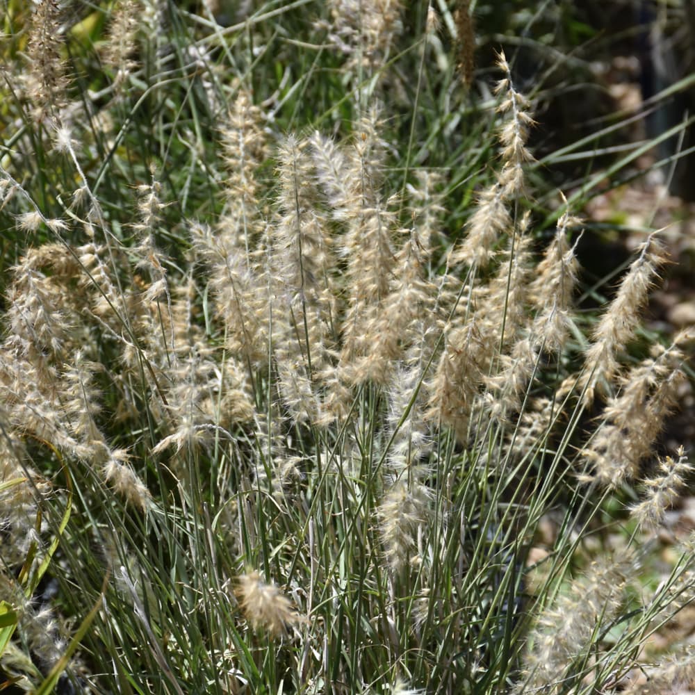 NetPS Plant Finder (www.netpsplantfinder.com)