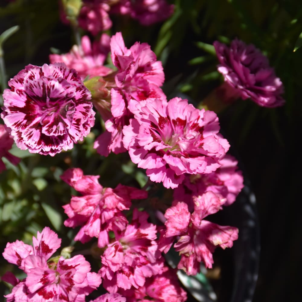 NetPS Plant Finder (www.netpsplantfinder.com)