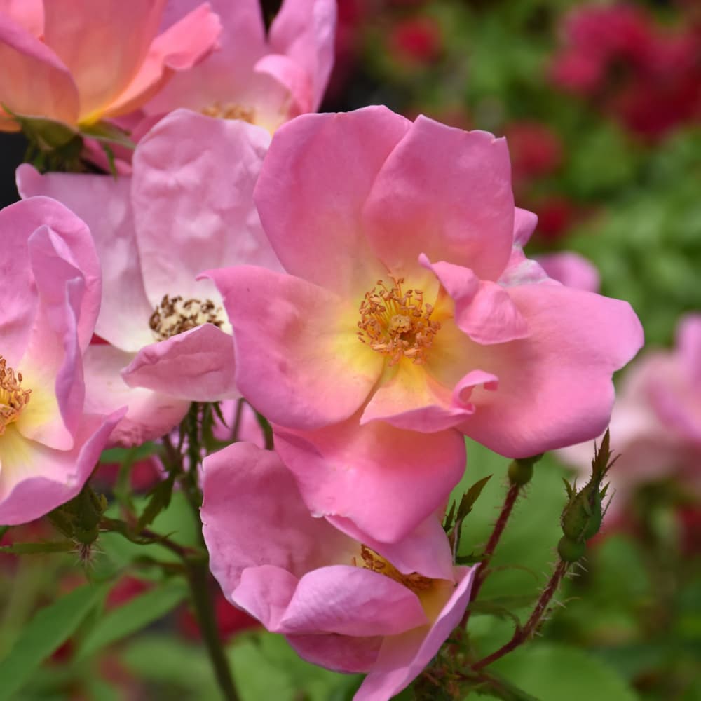 NetPS Plant Finder (www.netpsplantfinder.com)