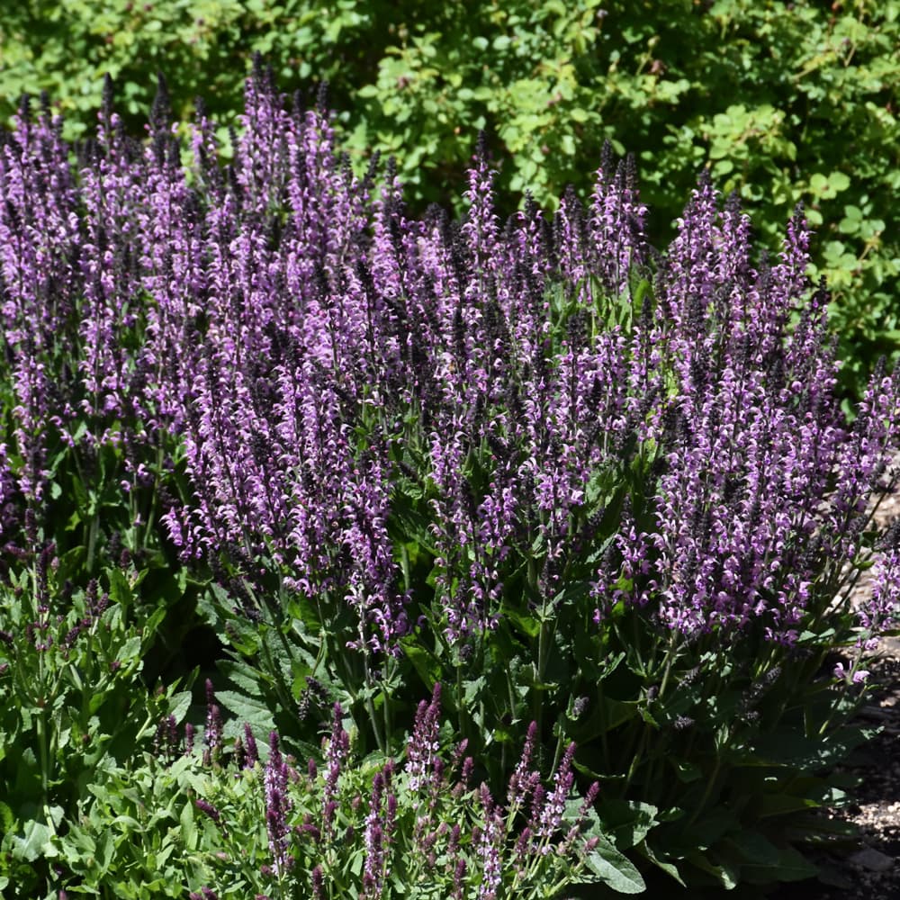 NetPS Plant Finder (www.netpsplantfinder.com)