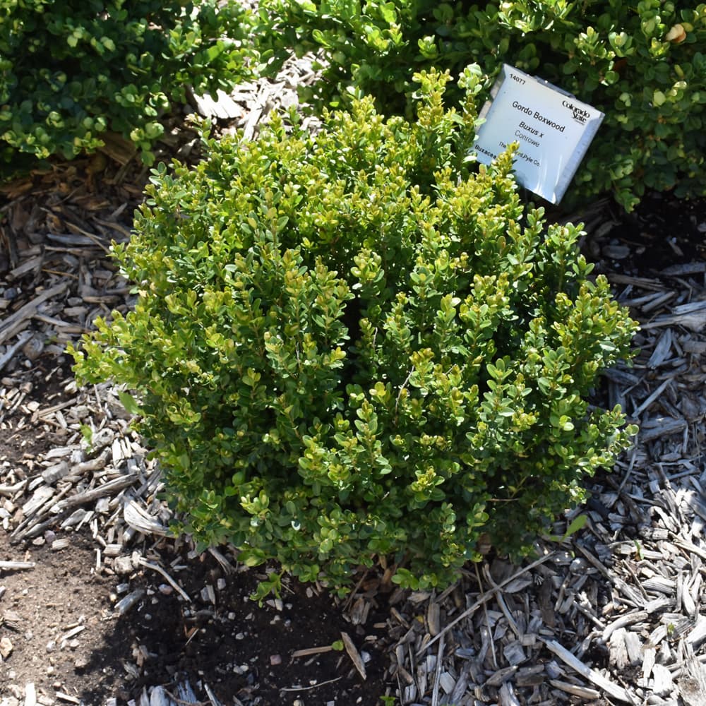 NetPS Plant Finder (www.netpsplantfinder.com)