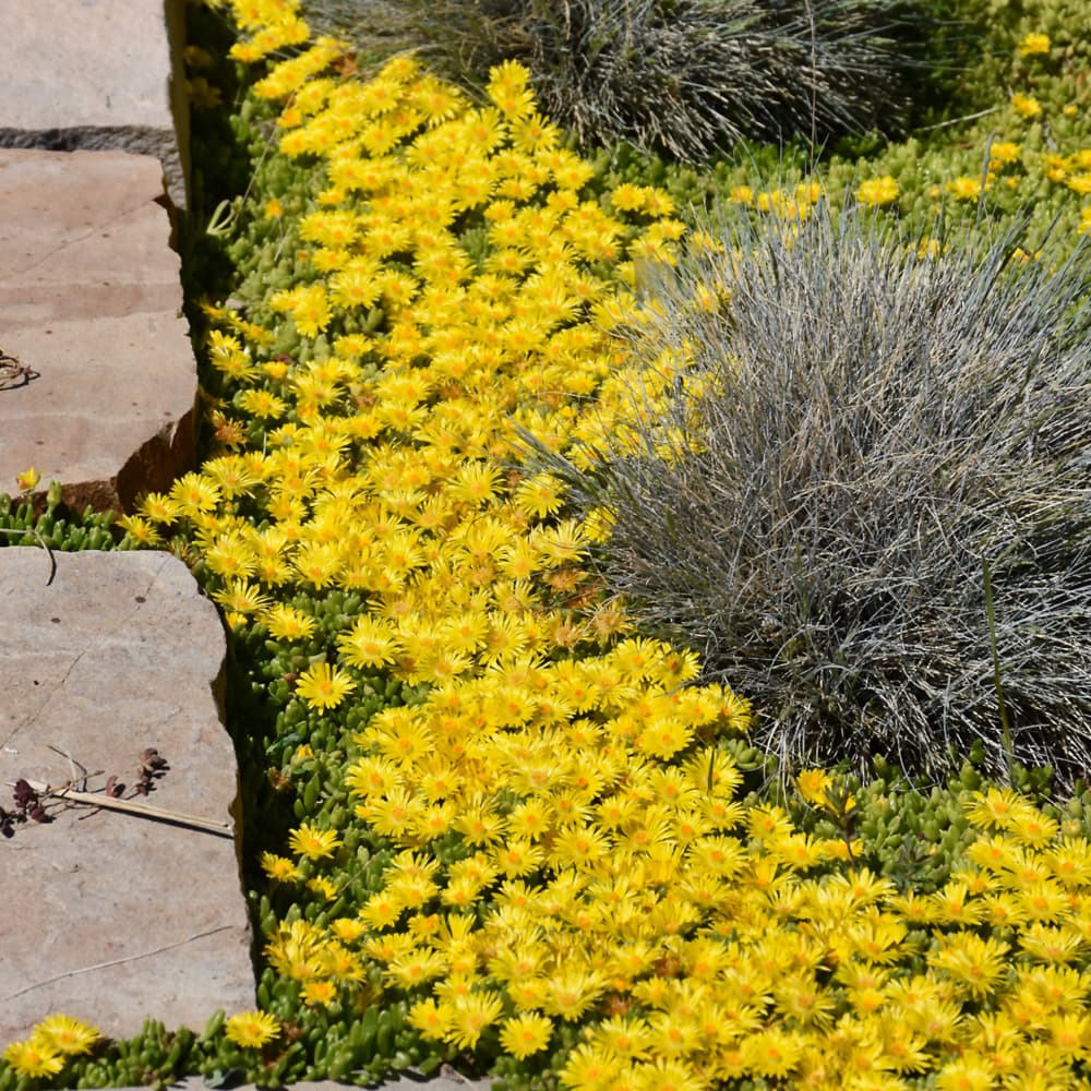 NetPS Plant Finder (www.netpsplantfinder.com)