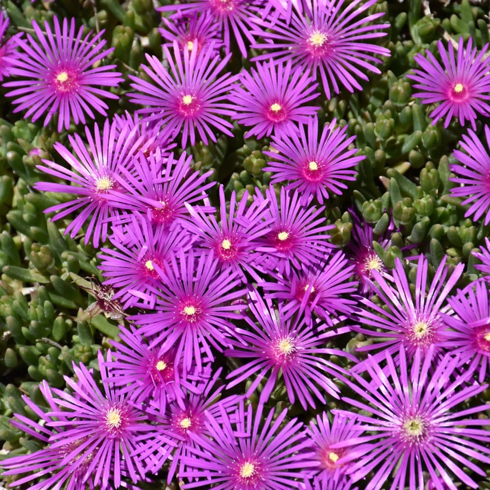 NetPS Plant Finder (www.netpsplantfinder.com)