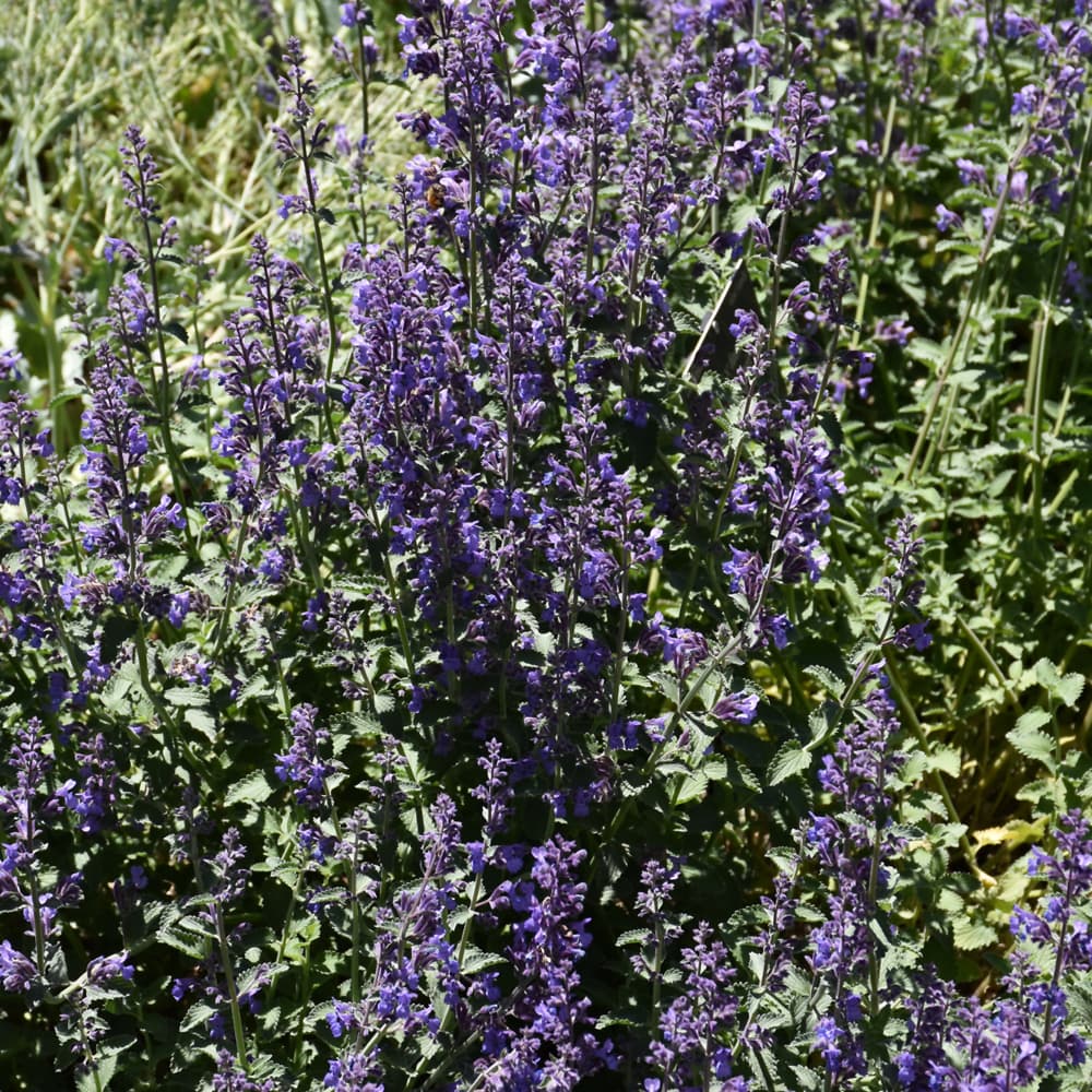 NetPS Plant Finder (www.netpsplantfinder.com)