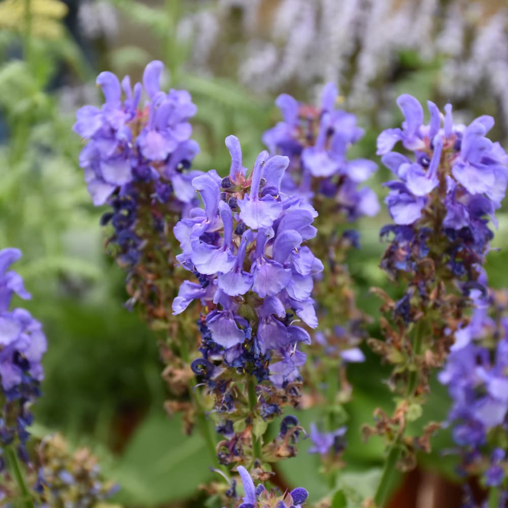 NetPS Plant Finder (www.netpsplantfinder.com)