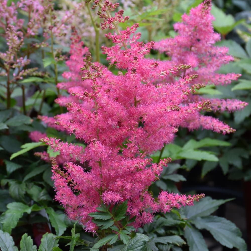 Astilbe Younique Cerise