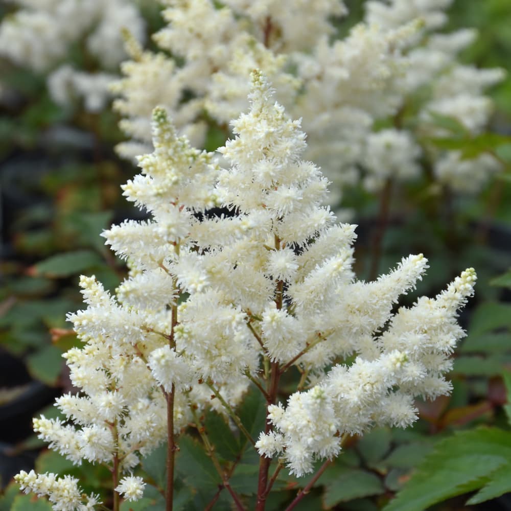 Astilbe Younique White
