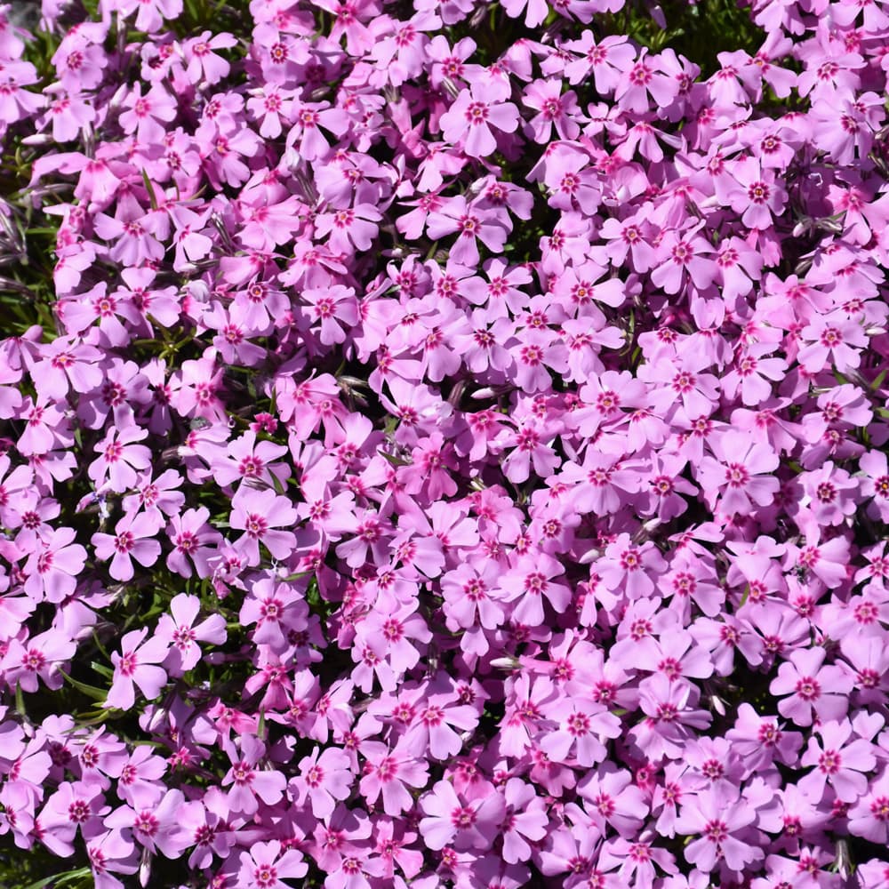 NetPS Plant Finder (www.netpsplantfinder.com)
