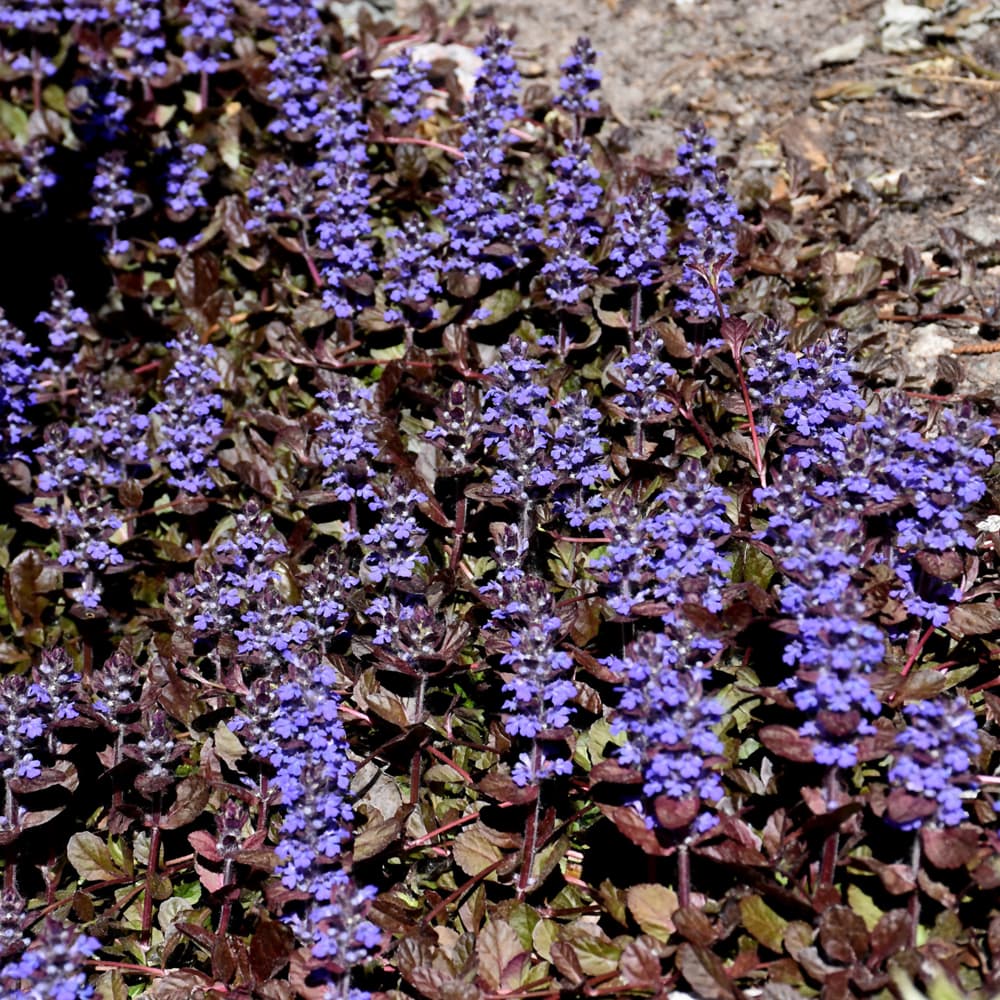 Ajuga Mahogany