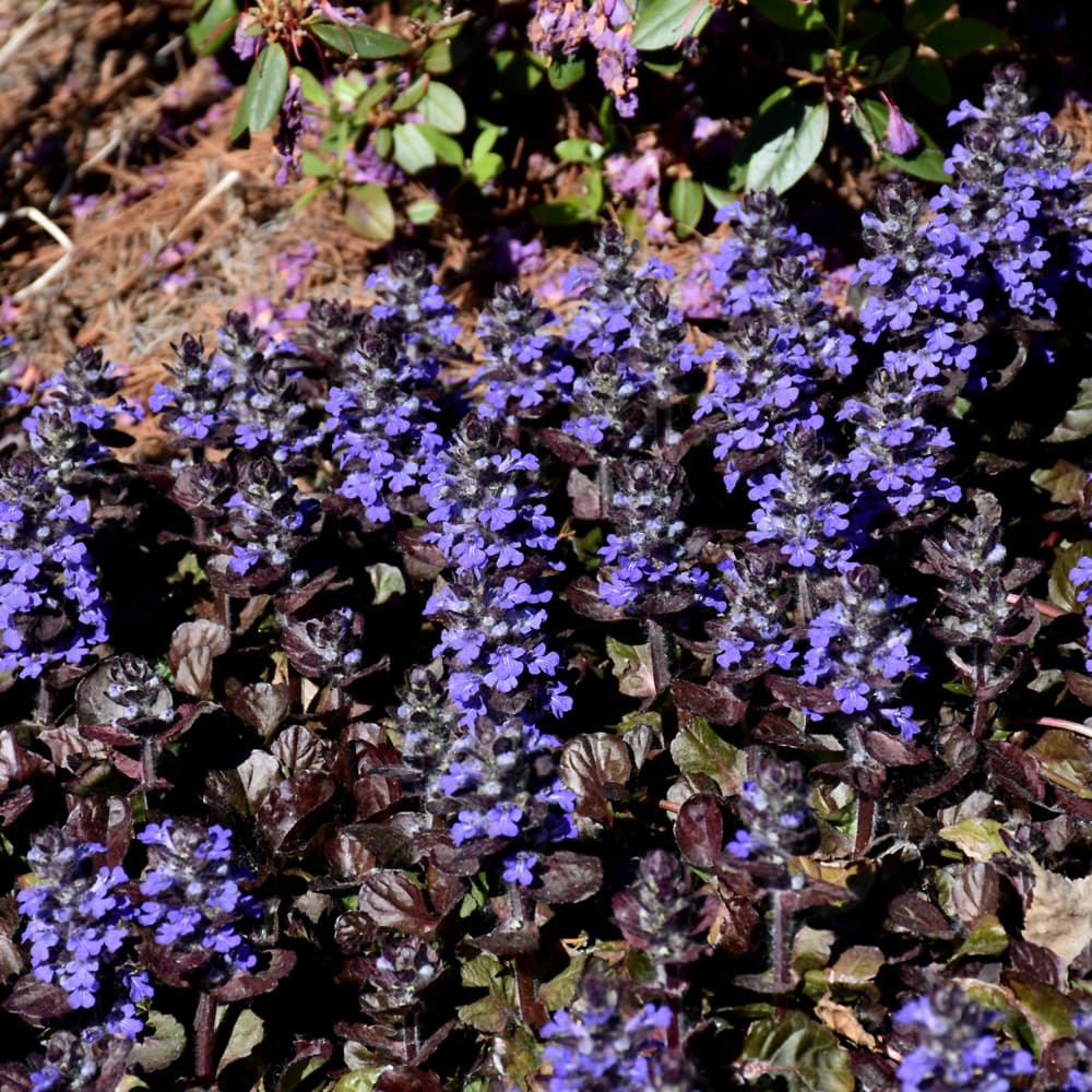 NetPS Plant Finder (www.netpsplantfinder.com)