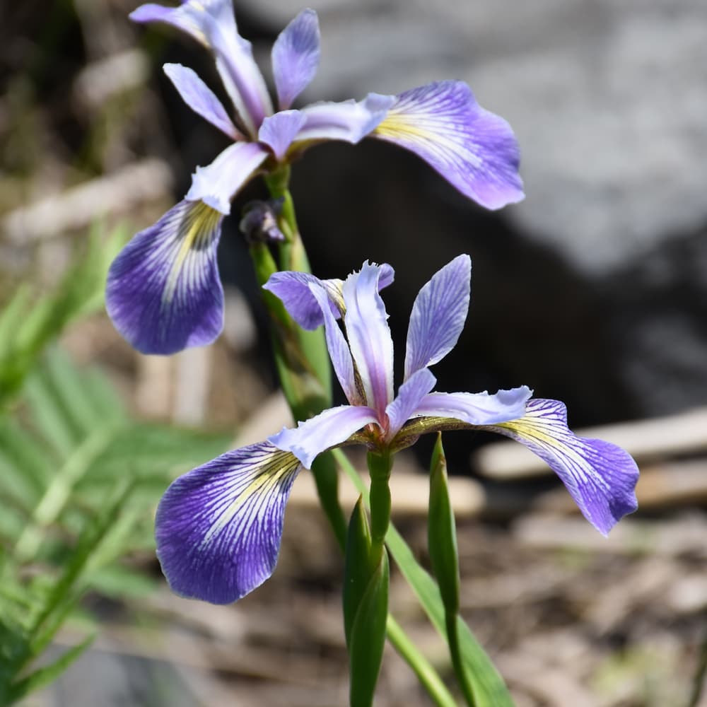 NetPS Plant Finder (www.netpsplantfinder.com)