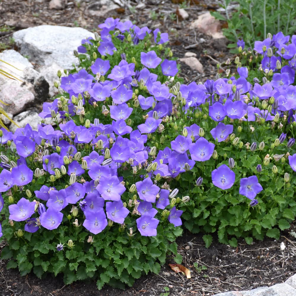 NetPS Plant Finder (www.netpsplantfinder.com)