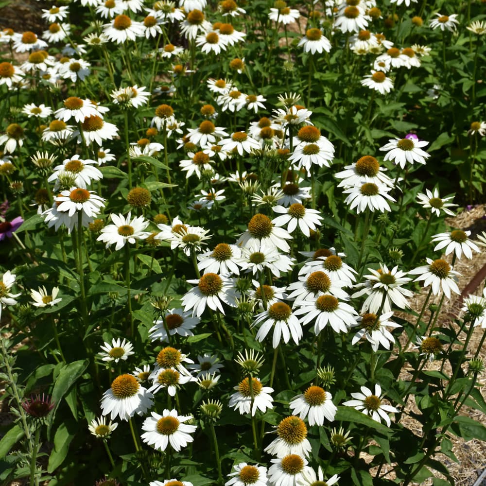 NetPS Plant Finder (www.netpsplantfinder.com)