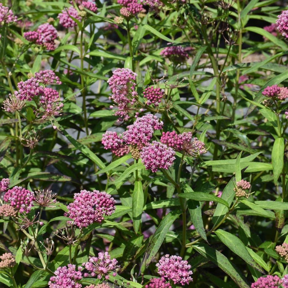 NetPS Plant Finder (www.netpsplantfinder.com)