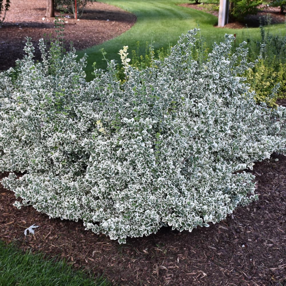 NetPS Plant Finder (www.netpsplantfinder.com)