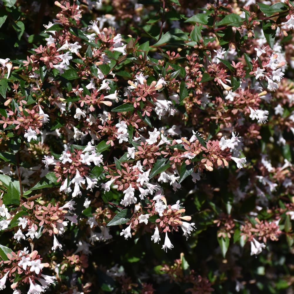 Abelia Funshine