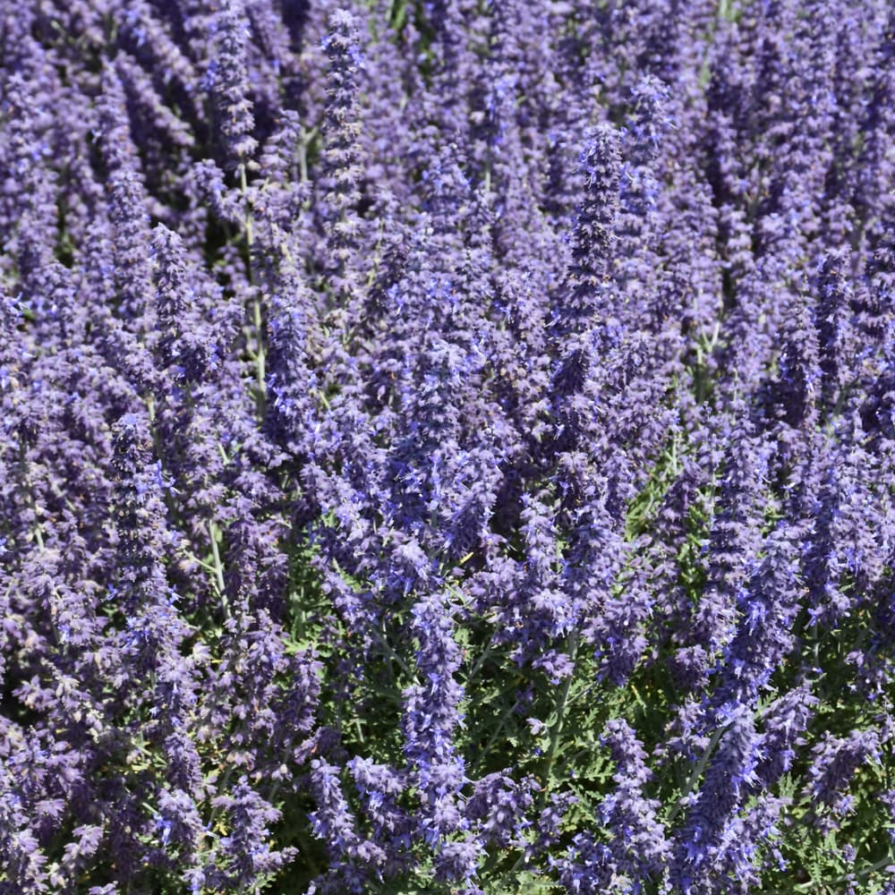 NetPS Plant Finder (www.netpsplantfinder.com)