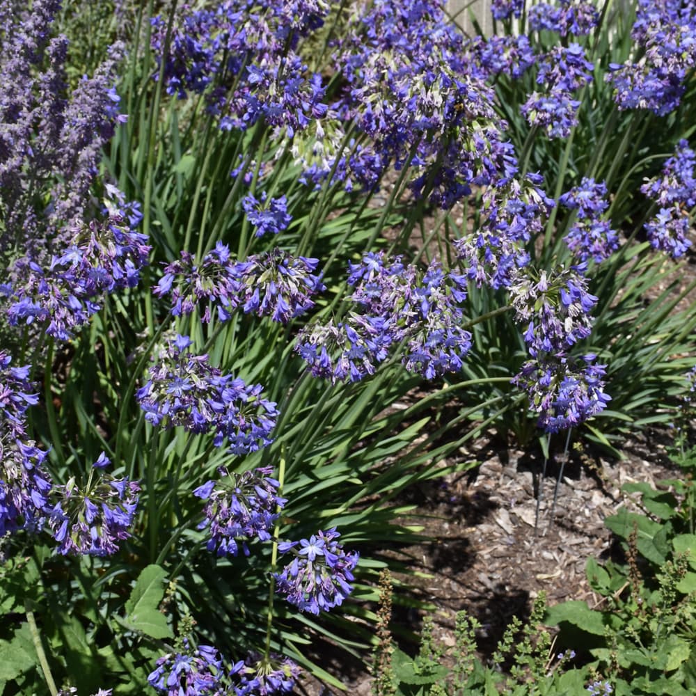 Agapanthus Galaxy Blue
