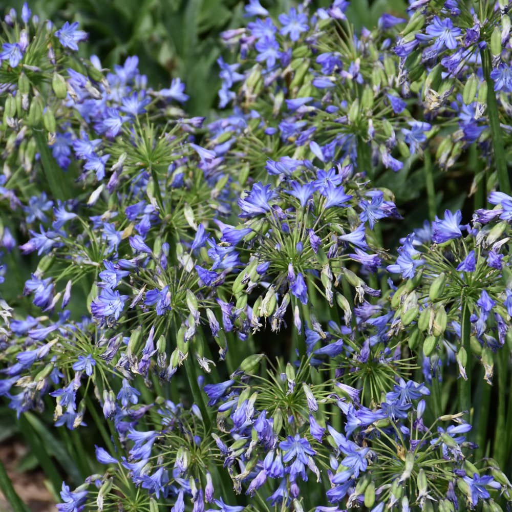 Agapanthus Little Galaxy