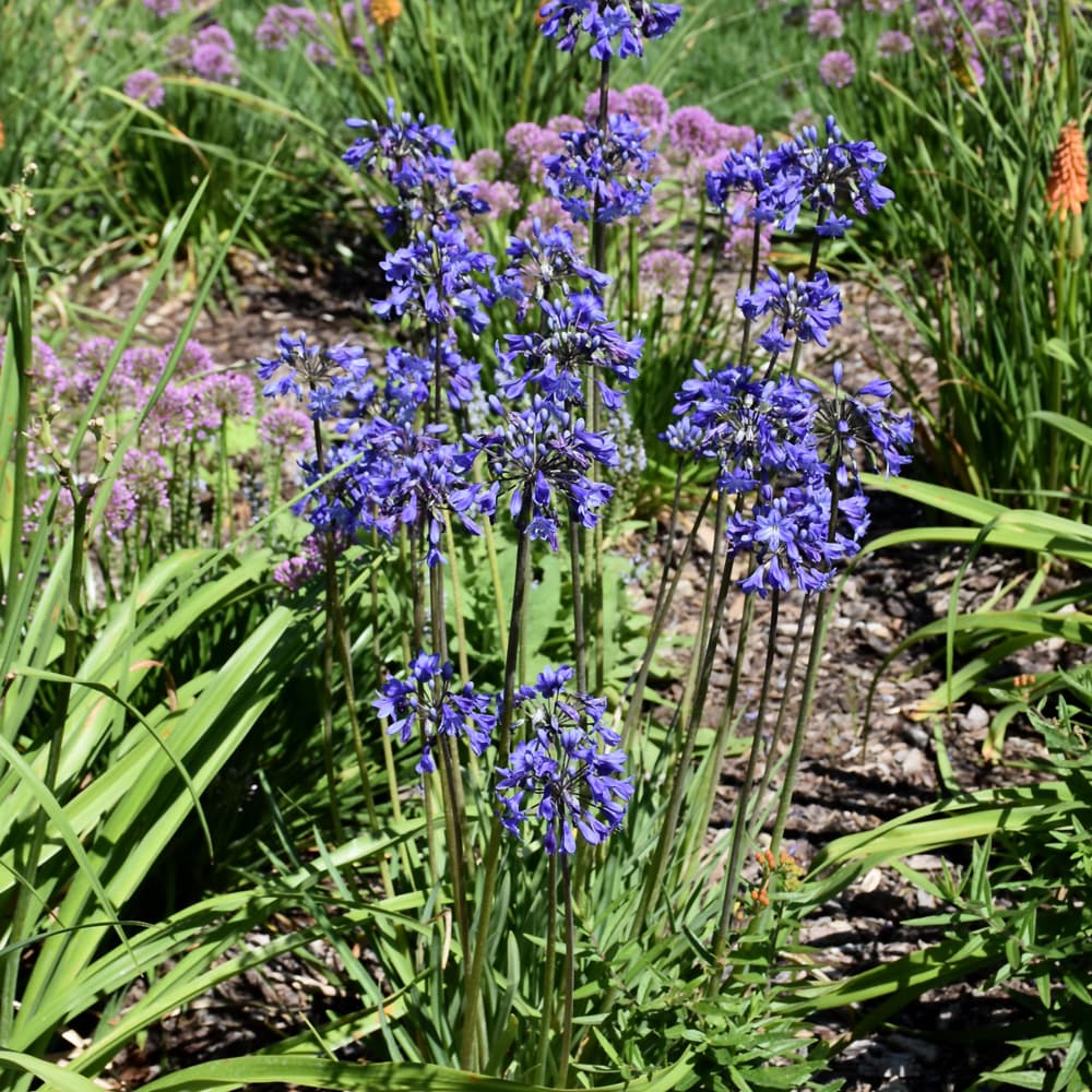 NetPS Plant Finder (www.netpsplantfinder.com)