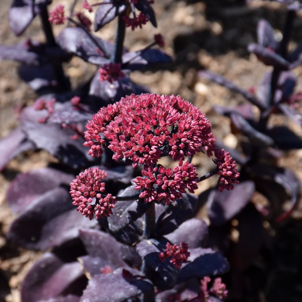 NetPS Plant Finder (www.netpsplantfinder.com)