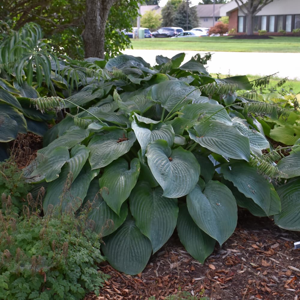 NetPS Plant Finder (www.netpsplantfinder.com)