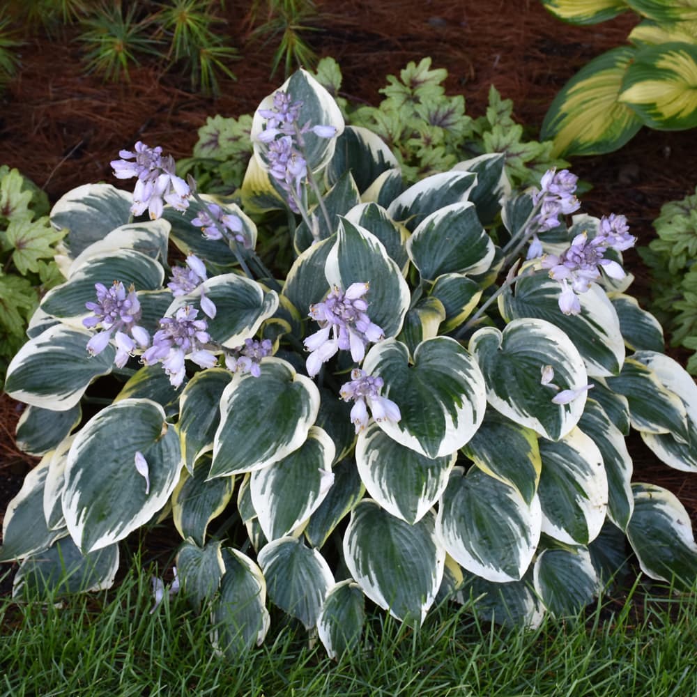 NetPS Plant Finder (www.netpsplantfinder.com)