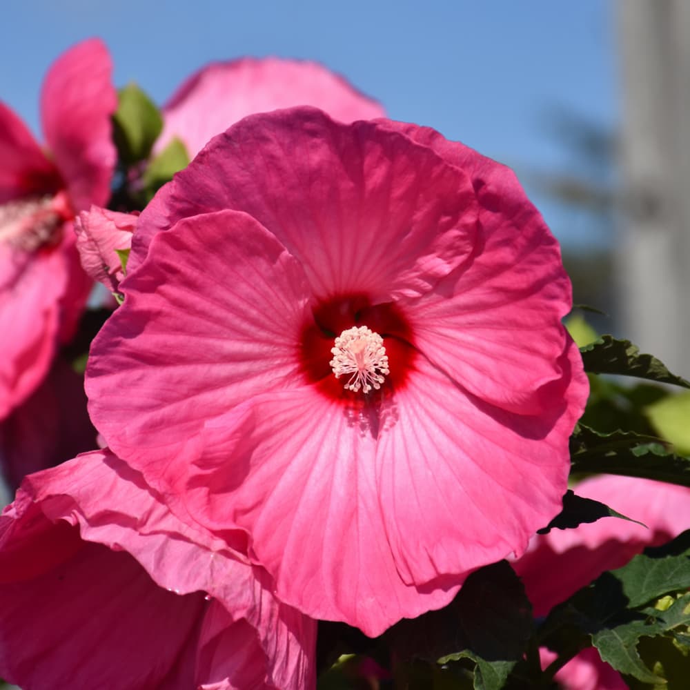 NetPS Plant Finder (www.netpsplantfinder.com)