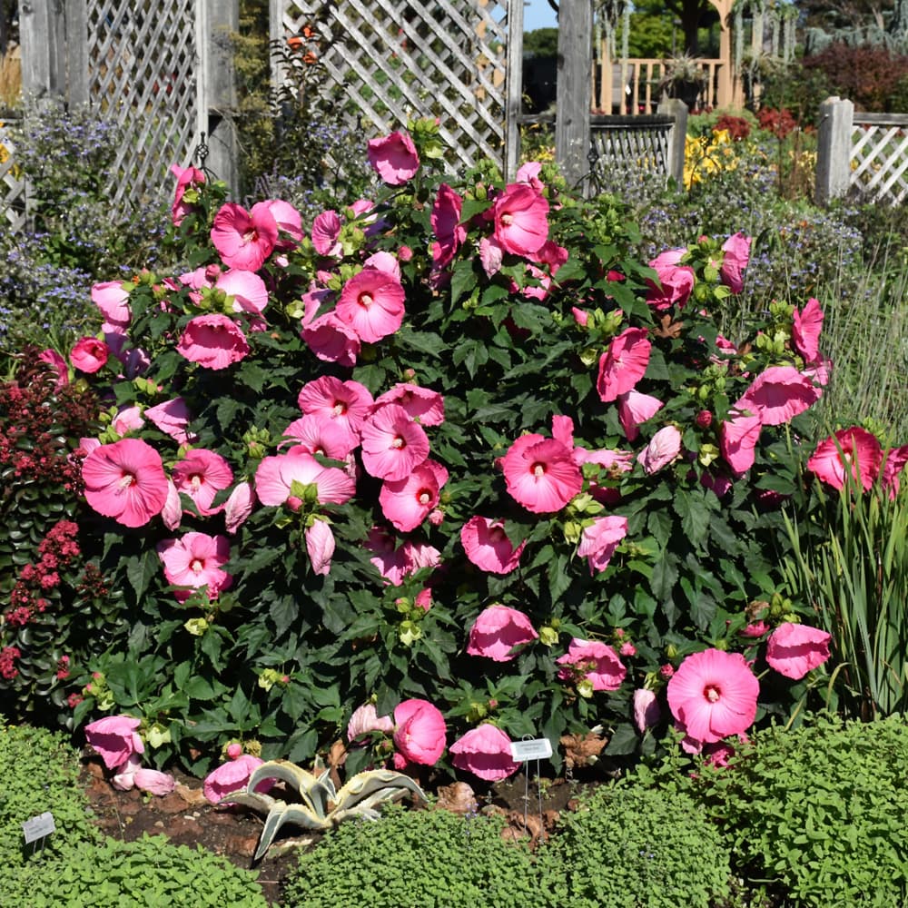 NetPS Plant Finder (www.netpsplantfinder.com)