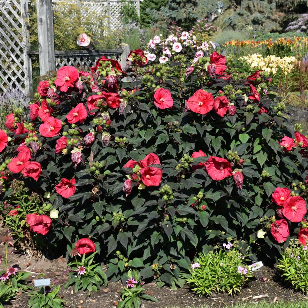 NetPS Plant Finder (www.netpsplantfinder.com)