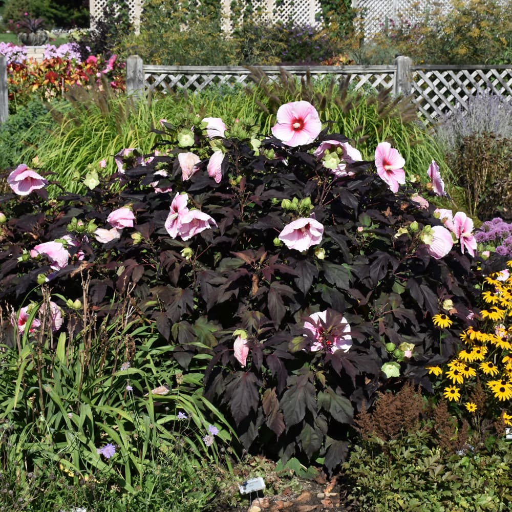 NetPS Plant Finder (www.netpsplantfinder.com)