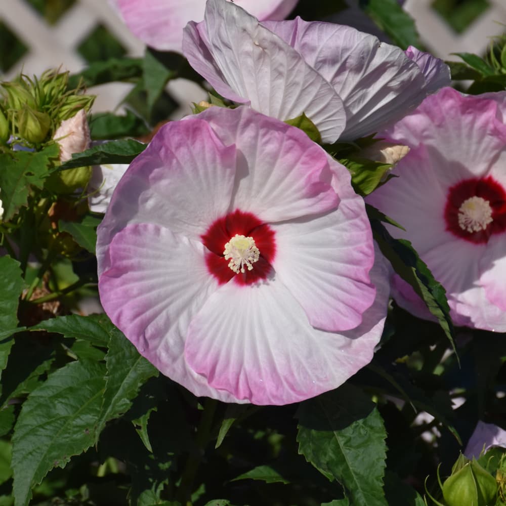 NetPS Plant Finder (www.netpsplantfinder.com)