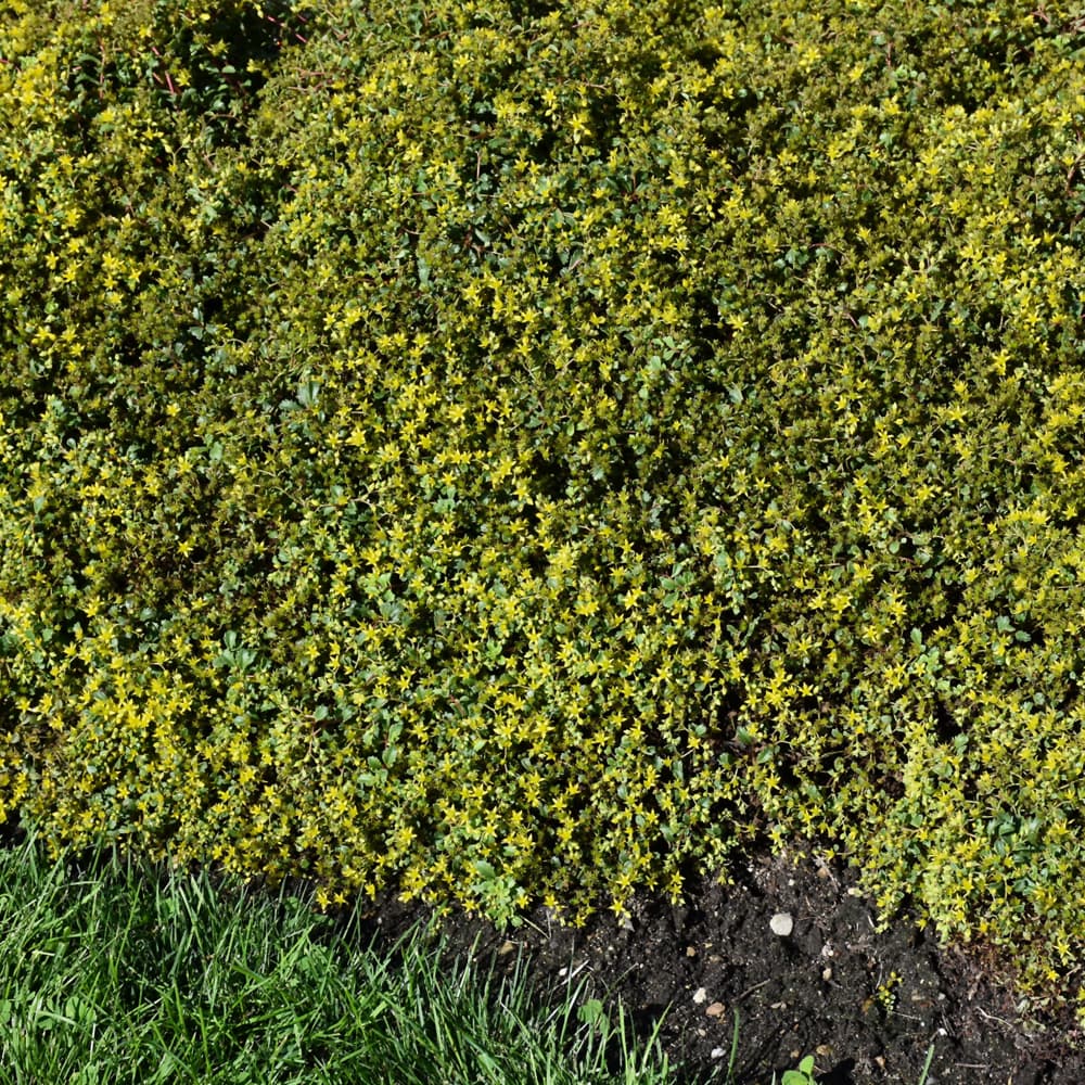 NetPS Plant Finder (www.netpsplantfinder.com)