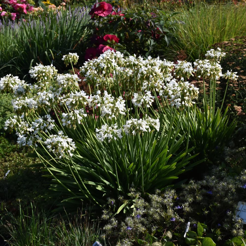 NetPS Plant Finder (www.netpsplantfinder.com)