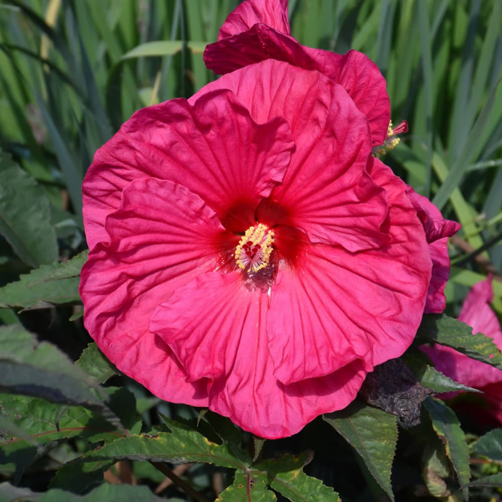 NetPS Plant Finder (www.netpsplantfinder.com)