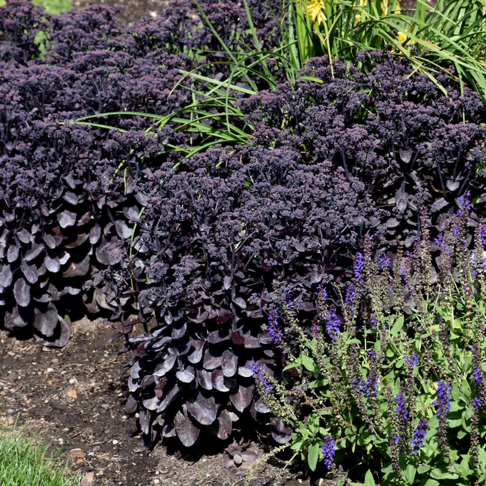 NetPS Plant Finder (www.netpsplantfinder.com)