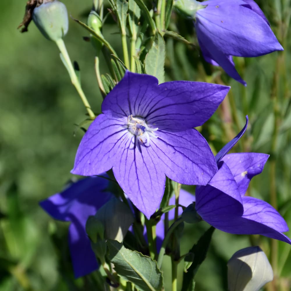 Balloon Flower Fuji Blue
