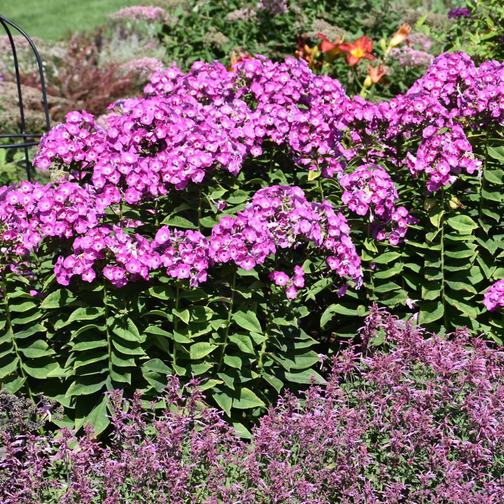 NetPS Plant Finder (www.netpsplantfinder.com)