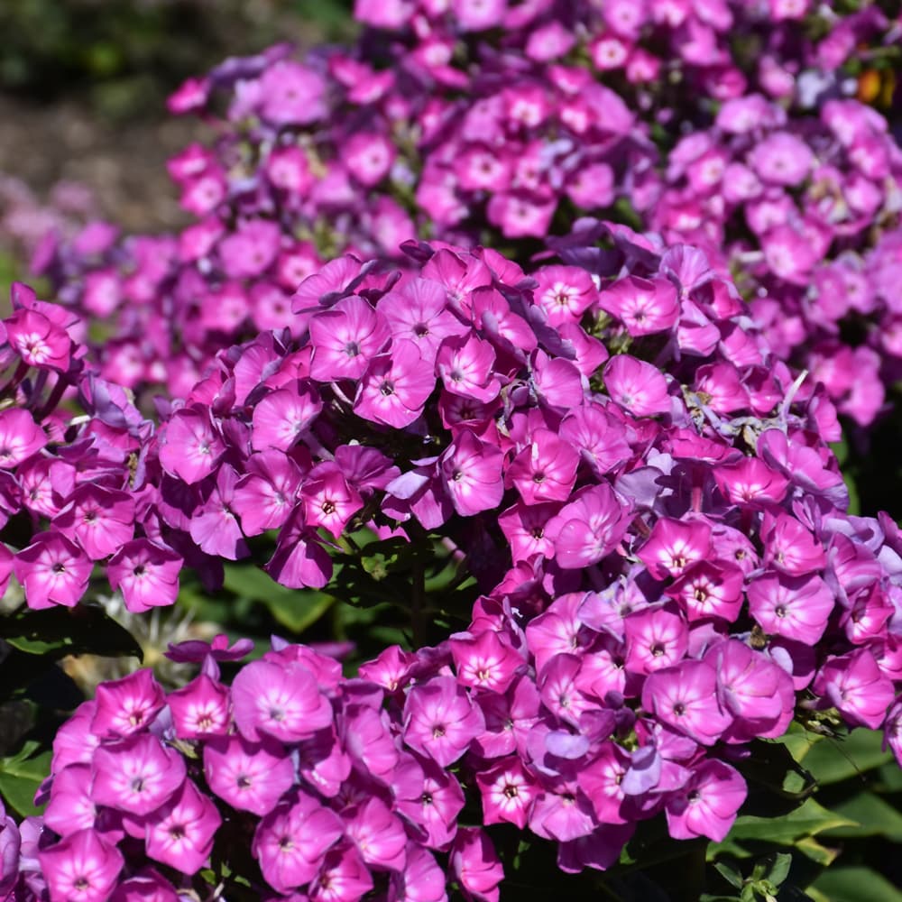 NetPS Plant Finder (www.netpsplantfinder.com)