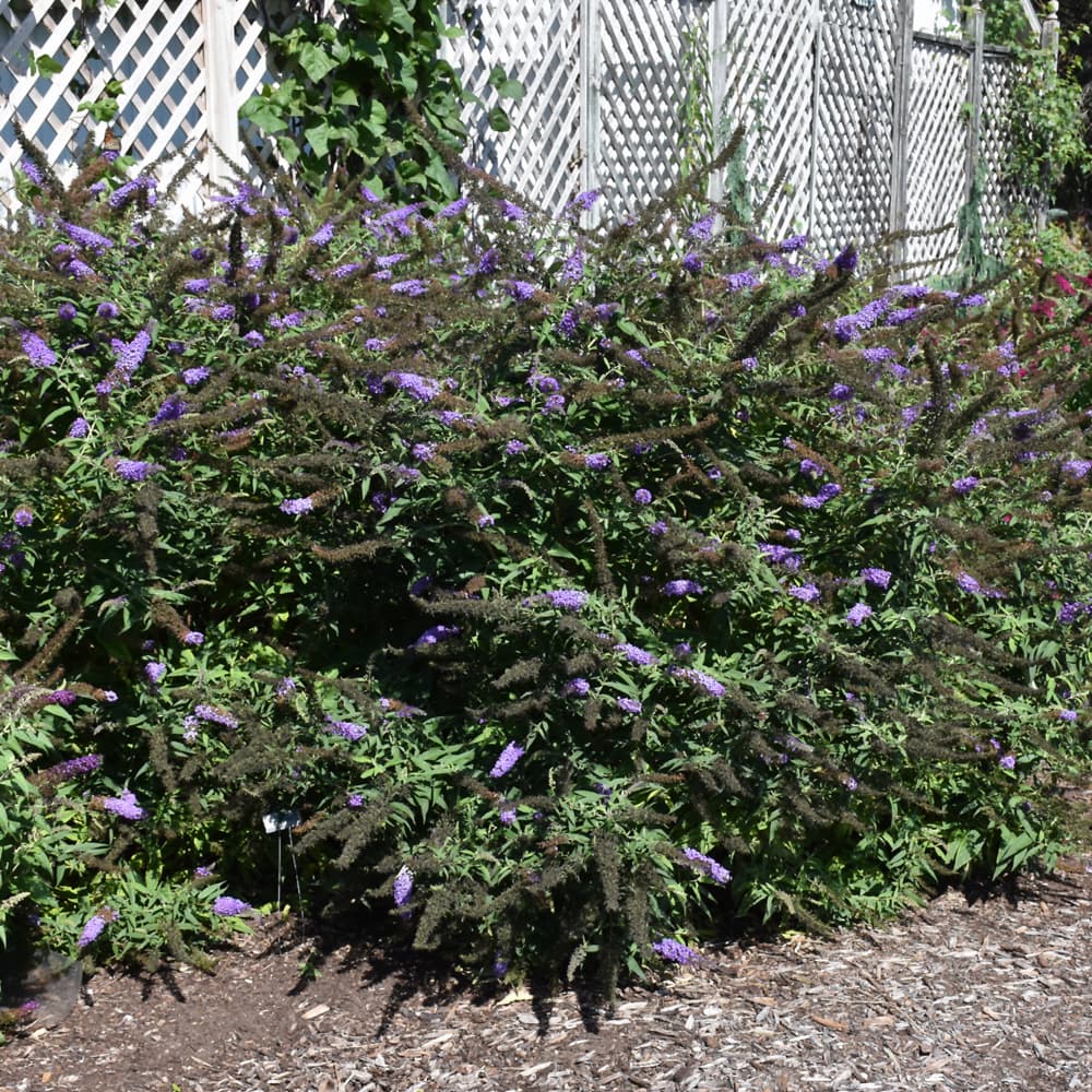 NetPS Plant Finder (www.netpsplantfinder.com)