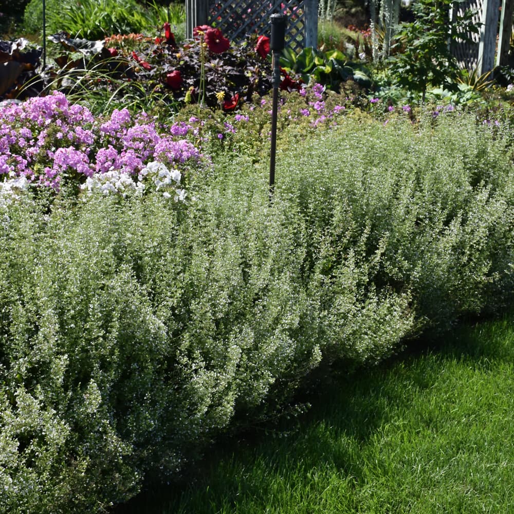 NetPS Plant Finder (www.netpsplantfinder.com)