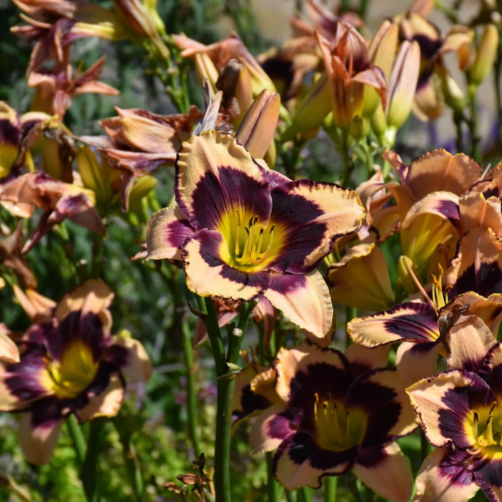 NetPS Plant Finder (www.netpsplantfinder.com)