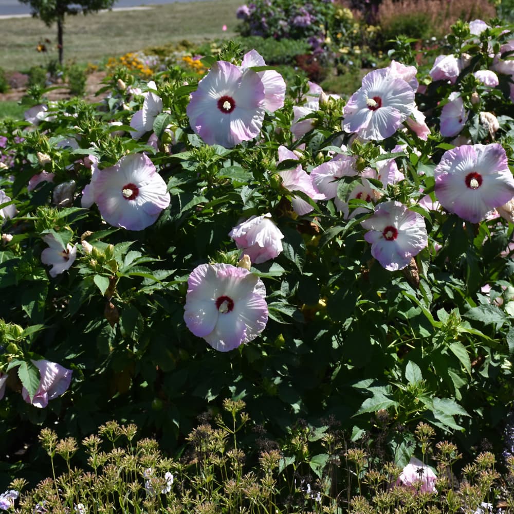 NetPS Plant Finder (www.netpsplantfinder.com)