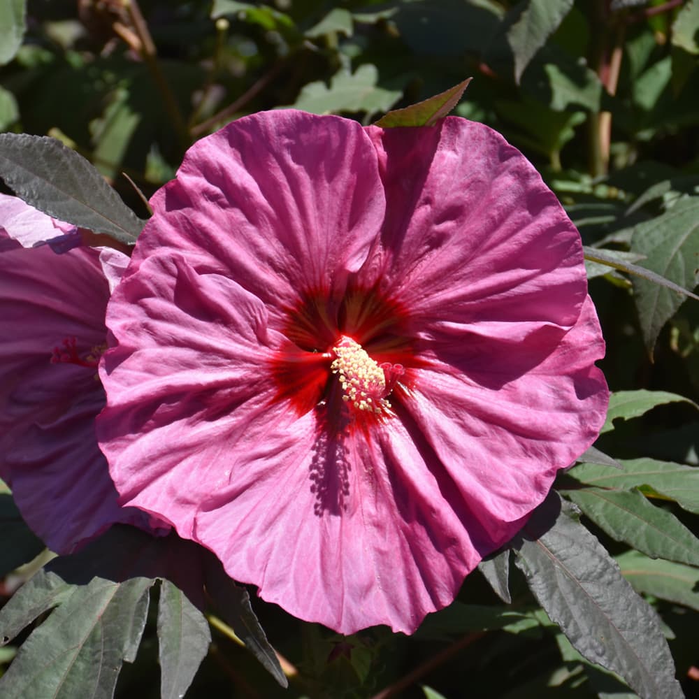 NetPS Plant Finder (www.netpsplantfinder.com)